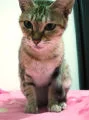 小囧