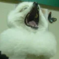 shobinyou