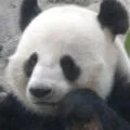 捲毛