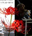 groudon30586
