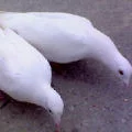 7761