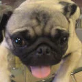 pig01282001