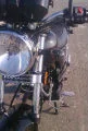 fishcat084